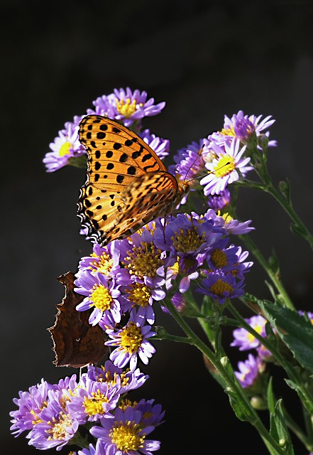 e0039703_2226193.jpg