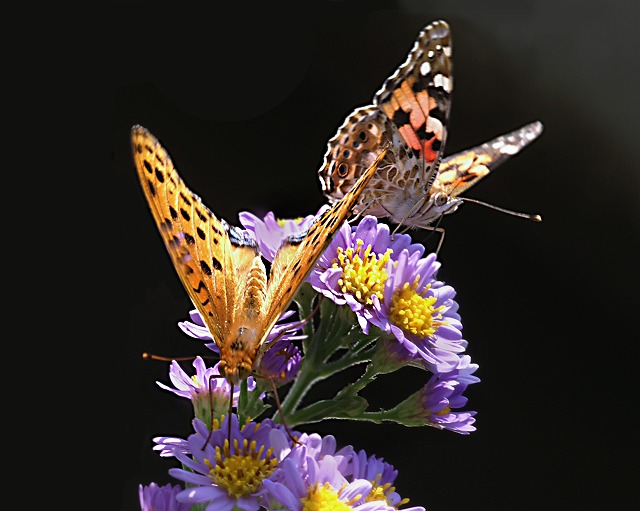 e0039703_2313541.jpg
