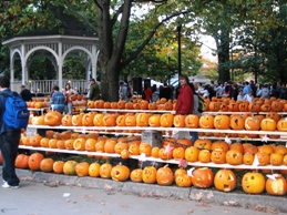 Pumpkin ☆ Festival_f0138813_234037.jpg