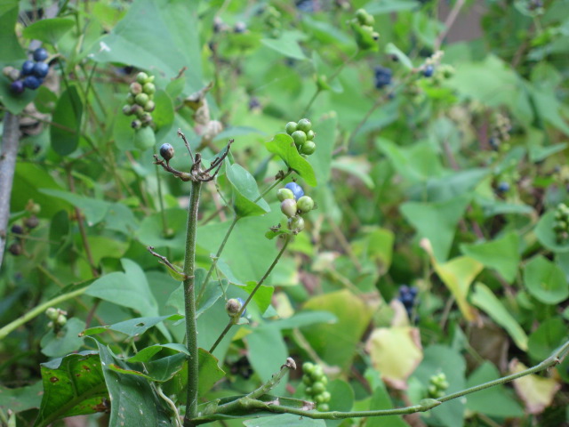 f0128316_853135.jpg