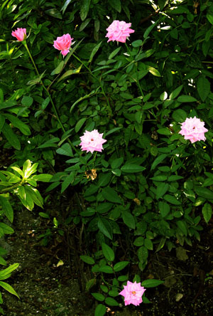 f0028928_010089.jpg