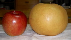 a0099732_829990.jpg