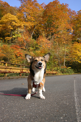 温泉の　香りほのかに　犬眠る_b0031538_23524943.jpg