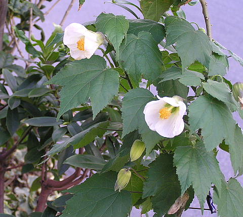 アブチロン 白花とチロリアンランプ 風に吹かれて