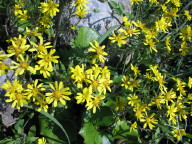 c0127548_1951504.jpg