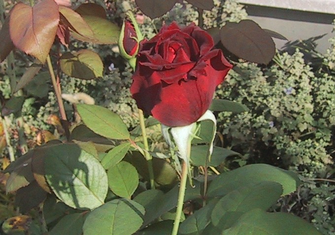 f0155475_8484446.jpg