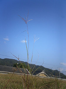 草屋根の風景 2007/10_e0066586_783665.jpg