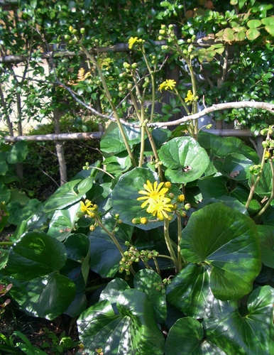 d0069498_17504274.jpg