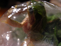 d0080906_9502511.jpg