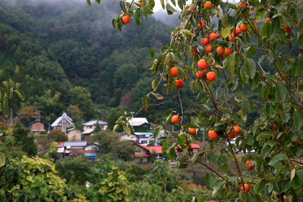 柿の実のなる里山の風景 Minami Alps Photo Magazine
