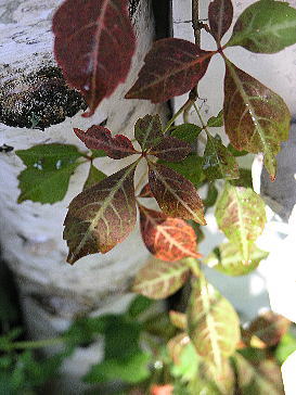 f0042135_19564564.jpg
