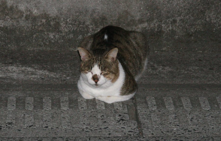 Cat and traffic_b0060239_20585718.jpg