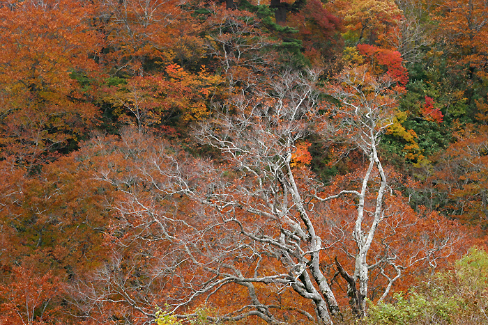 Autumnal leaves_b0049843_18404035.jpg