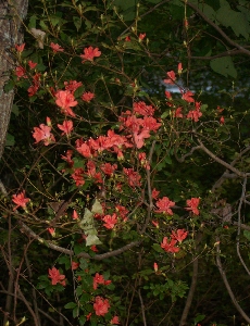 f0114346_215929.jpg
