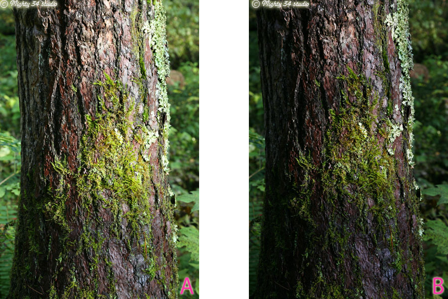 樹の幹 露出比較 Photoフォトふぉと 樹の幹 露出比較 Photoフォトふぉと