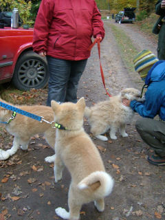 Akitaträff　秋田犬の会_e0079166_5264398.jpg