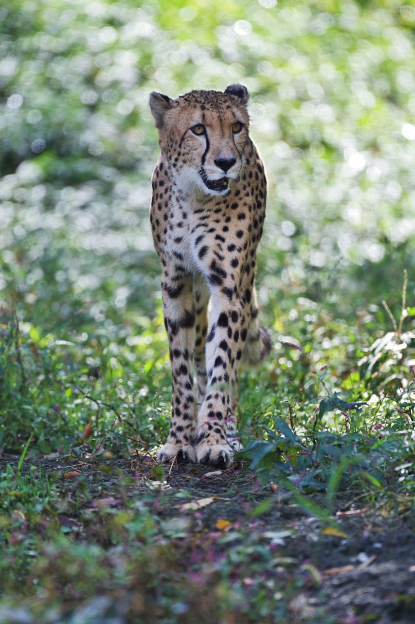 多摩動物公園170_e0060169_7101972.jpg