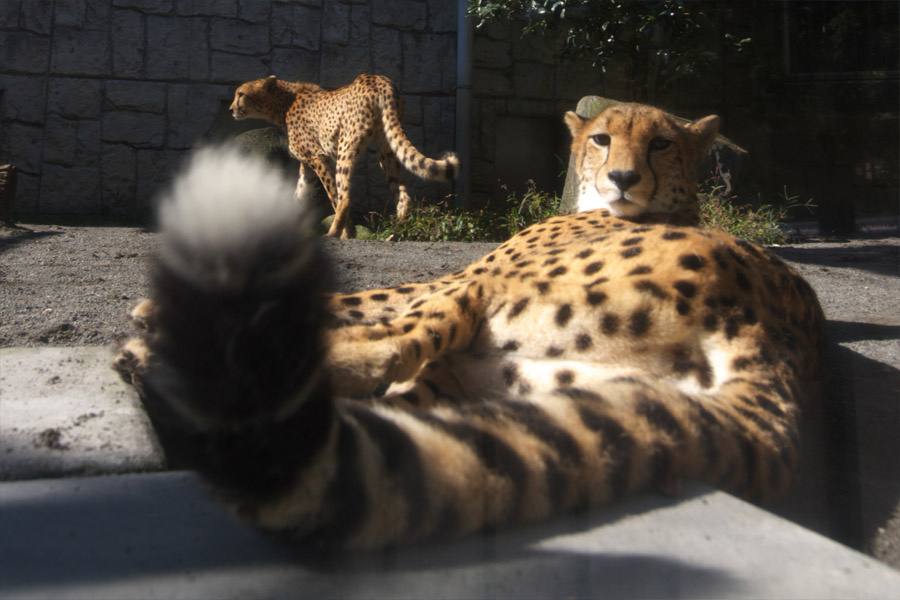 多摩動物公園170_e0060169_7115846.jpg