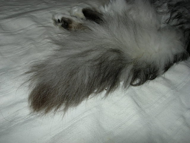 c0085916_326581.jpg