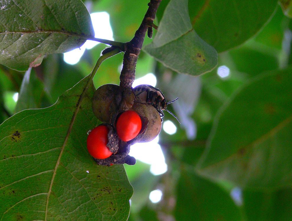 コブシの赤い実にアカスジキンカメムシの幼虫が・・・_a0031821_6244698.jpg