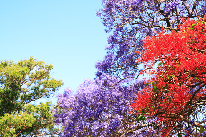 赤 青 緑 紫 ジャカランダ公園にて Digital Sky 赤 青 緑 紫 ジャカランダ公園にて Digital Sky