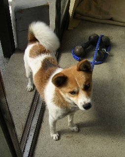 犬の話_f0147037_2225457.jpg