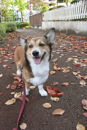 公園の　茶のみ話や　犬も輪に　_b0031538_018682.jpg