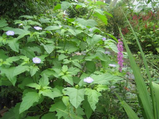 まち庭はお花の玉手箱_a0077344_19475548.jpg