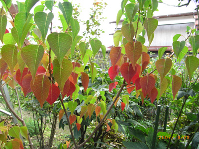 9 29 ナンキンハゼ 鉢植えのほうがよく紅葉します 秋田25枚目 園丁長のベランダ