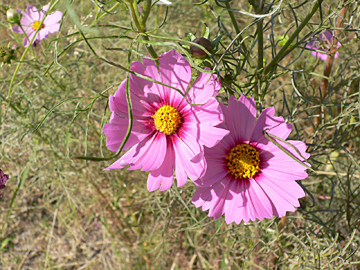c0069048_2156476.jpg