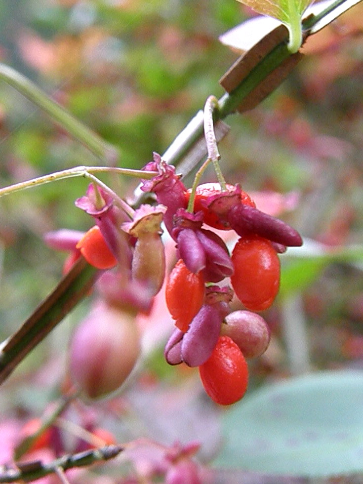 e0064158_9915.jpg