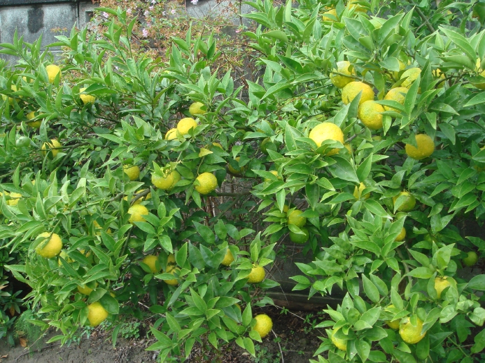 c0108460_1434667.jpg