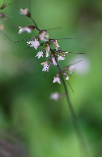 秋の野原の草花　―　チヂミザサ_f0061869_21511229.jpg