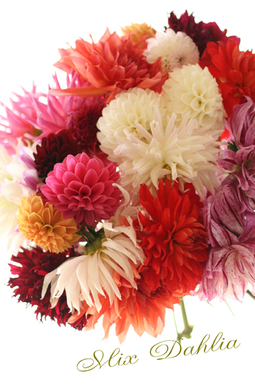 Mix Dahlia_f0127281_16331032.jpg