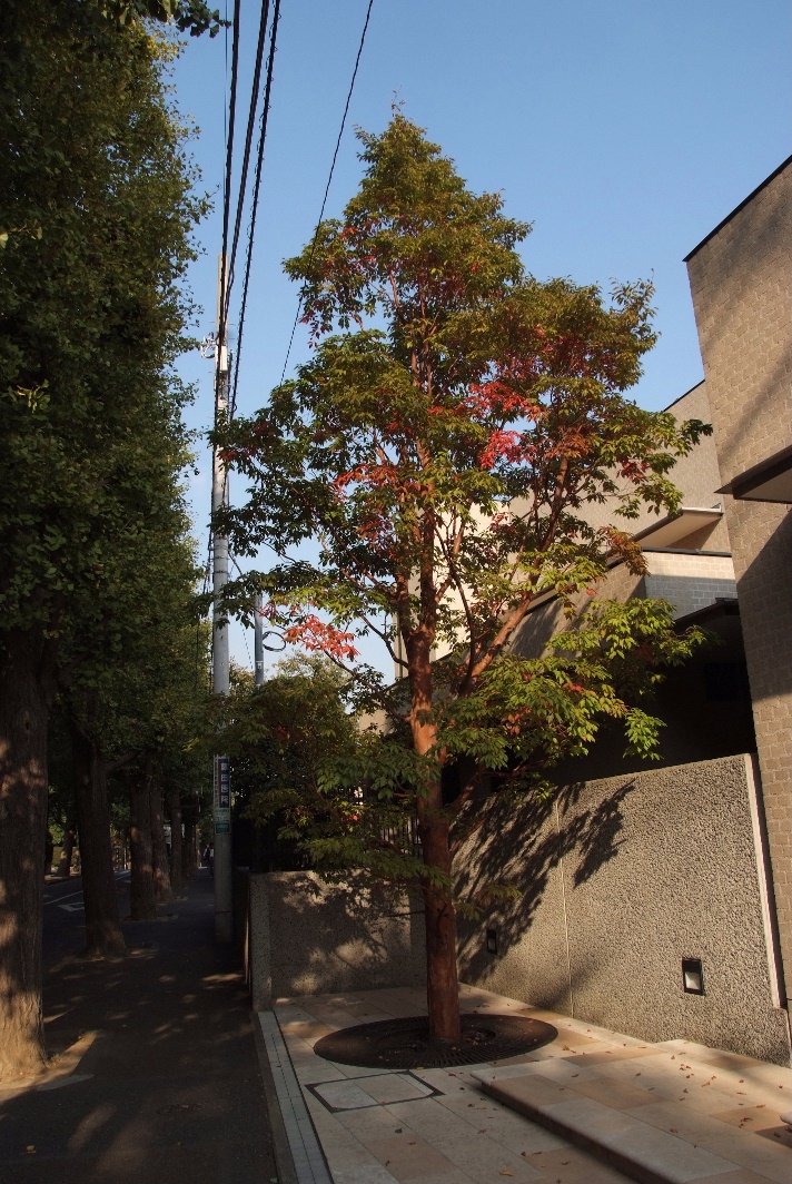 紅葉し始めた街路樹＠田園調布_d0056382_0105286.jpg