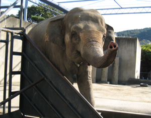 動物園に思う。_a0012690_1364775.jpg