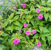 夕方から夜に咲く花 白粉花 オシロイバナ おりおりの通りみち