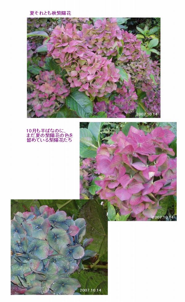 秋紫陽花 初秋編 風のたより From バンクーバー
