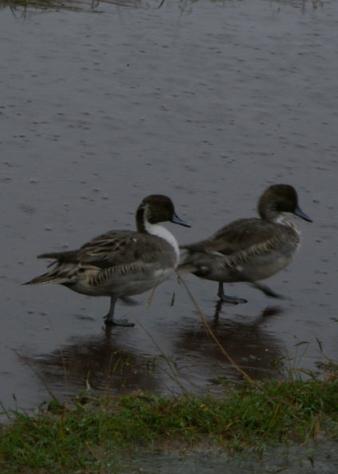 雨の千波湖_c0107924_20142632.jpg