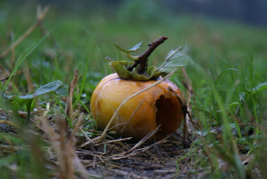 雨の日の柿_a0016829_9555315.jpg