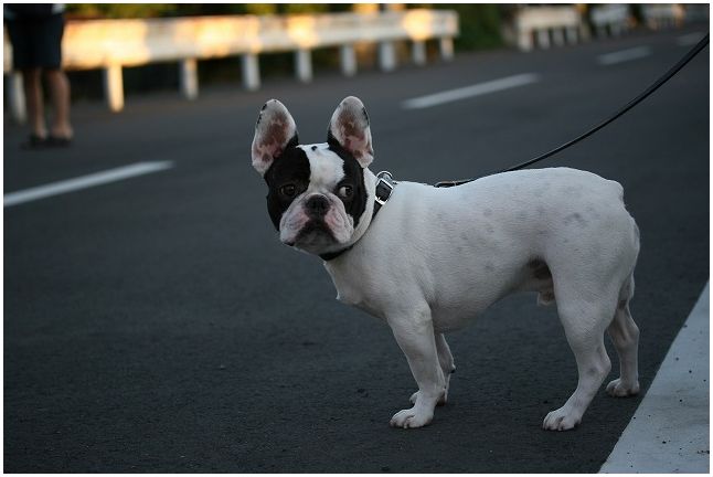 散歩道で会うワンちゃん達_e0052135_210130.jpg