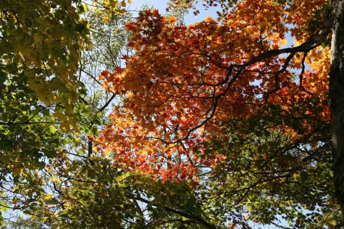 蔵王と裏磐梯の紅葉狩_b0047738_96664.jpg