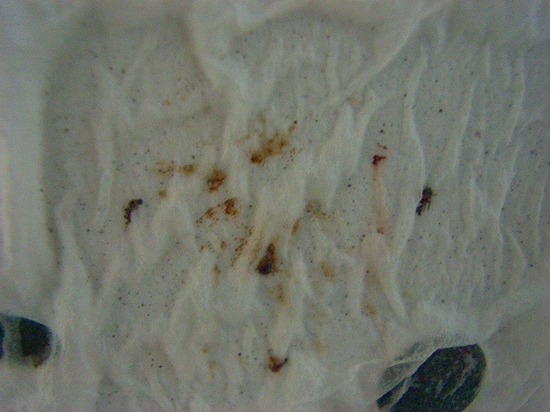 a0106043_19293364.jpg