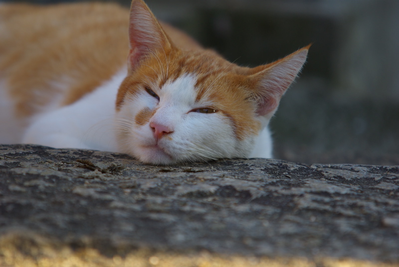 １０月６日　新尾道猫その５_a0009554_23111747.jpg