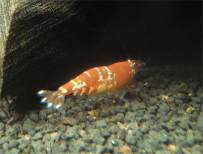 d0096356_23395.jpg