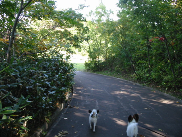 宮丘公園　その5_f0122259_20532584.jpg