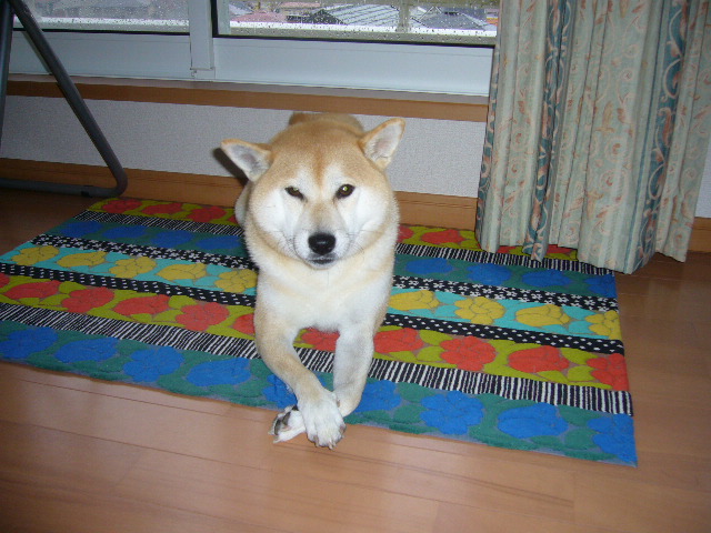 2007年10月27日(土)台風20号到来_f0060461_2034573.jpg