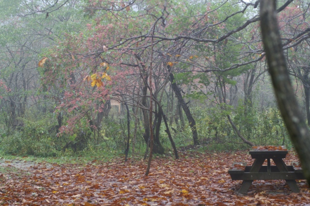 岡山県立森林公園_f0073398_2064117.jpg