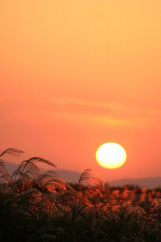 すすきの向こうに沈む夕日_e0092203_2314891.jpg