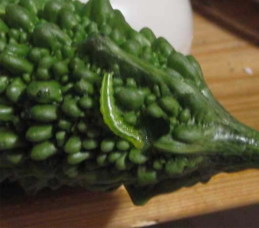 ゴーヤにあおむしがついていました 昆虫ブログ むし探検広場 ゴーヤにあおむしがついていました 昆虫ブログ むし探検広場